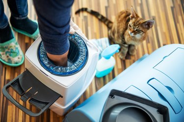 High Angle View of Unrecognizable Woman Placing Empty Plastic Bag Into Garbage Bin for Cat Litter while Curious Cat Watching - stock photo