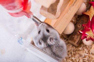 Hamster drinking water