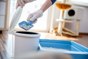 Pet Owner Cleaning Litter Box and Putting Remains in Small Garbage Bin - Stock Photo