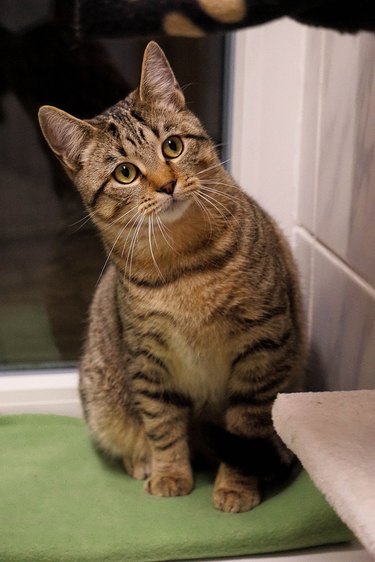 a small striped cat is sitting at the window