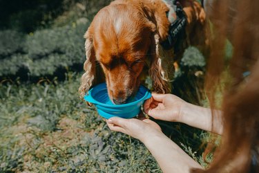 Cocker Dog Drinking from a Collapsible Travel Bowl