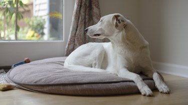 Dog resting on round dog bed, looking outside through the window waiting for a walk.