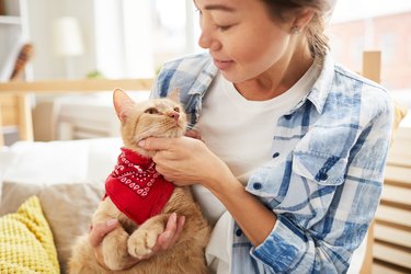 Cat Wearing Bandana