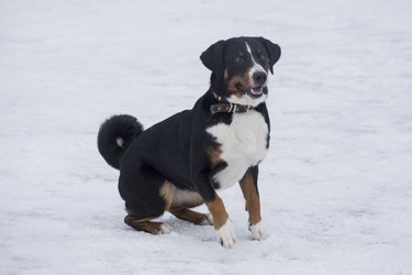 Cute appenzeller sennenhund puppy is sitting on a white snow in the winter park. Pet animals.