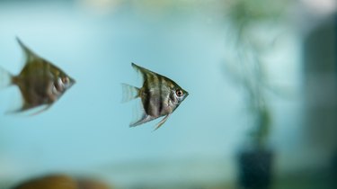 Pair of zebra-like black striped angelfish roaming in a freshwater fish tank. Beautiful small baby fishes.