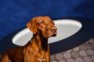 rhodesian ridgeback dog in front of window and dark sky