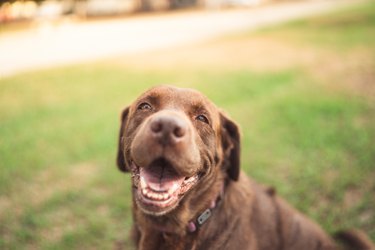 portrait of a smiling labrador retreiver dog