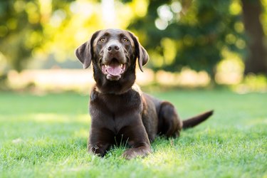 Chocolate Labrador in grass outdoors