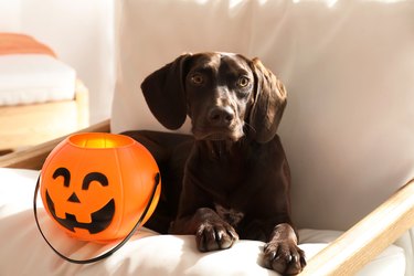 German shorthaired pointer dog with Halloween trick or treat bucket.