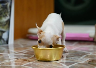 Puppy chihuahua eating from a yellow bowl