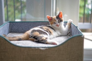 Adorable calico kitten stretched out in the sun on a grey cube