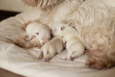 Dogs West Highland White Terrier mom and puppies.