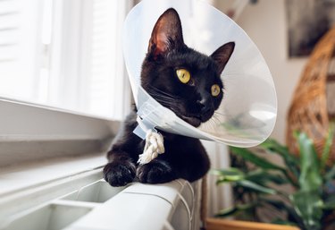 Small black cat with funnel cone collar