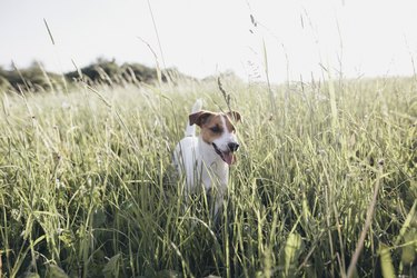 Jack Russel Terrier on a meadow