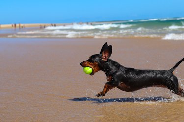 Dachshund pup playing and having fun on the beach