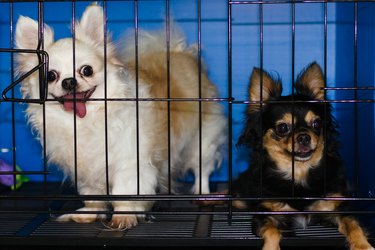 friendly long-hair chihuahua pet dog in cage.