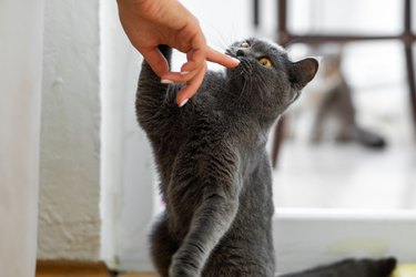 Cute cat smelling human hand