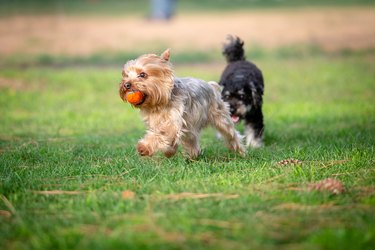 Fetch at the Dog Park