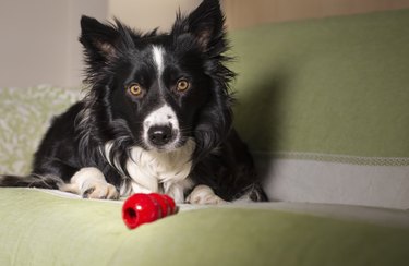 kong durable pet crate mat cleaning