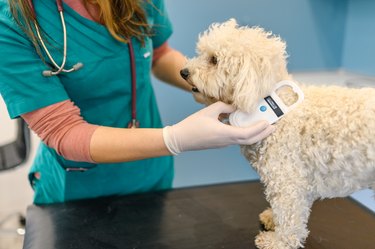 Veterinarian scanning a dog's microchip.