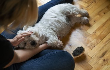 woman petting cozy dog on her lap