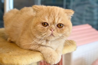 Ginger exotic cat looking at the camera and on a cat tree.