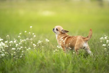 Chihuahua dog in a meadow.