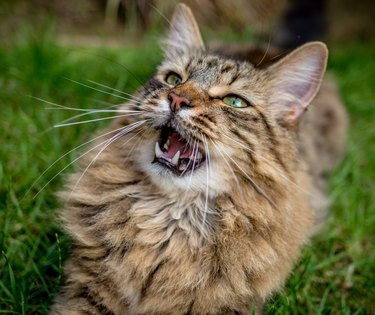 Close-Up Portrait Of Cat mewing