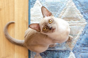 Burmese cat staring up to the camera.