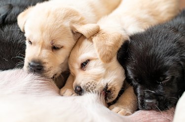 Two weeks old puppies suckling milk from their mother