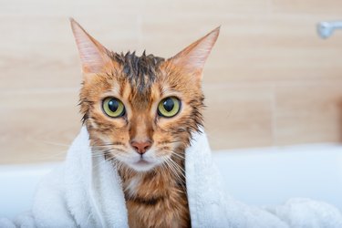 Bengal cat after a bath with a white towel draped over their shoulders.