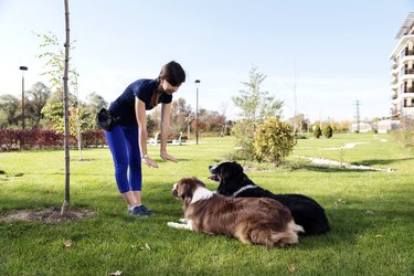 Two dogs being trained outdoors in a park