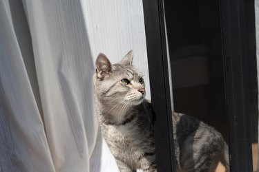 gray cat looking out sliding glass door