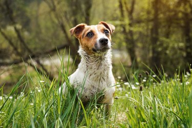 Small Jack Russell terrier sitting in grass, her fur very dirty from mud, looking attentively, blurred trees background