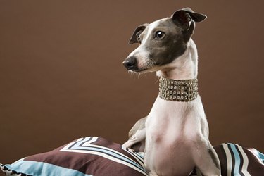 Platinum Crystal-studded Satin Pet Collar