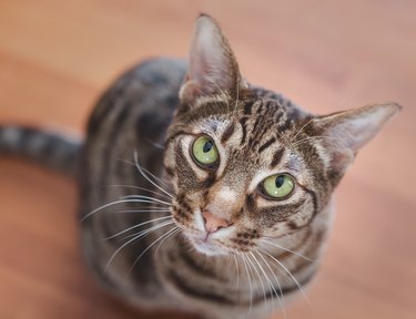 Beautiful portrait of an Ocicat cat with green eyes.