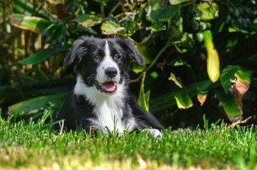 Black and white border collie puppy