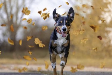 Dog jumping in autumn