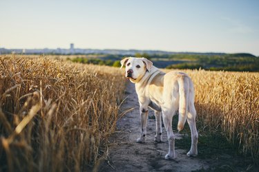 can dogs get sick from eating horse poop