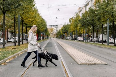 Blind woman crossing road with dog in city.