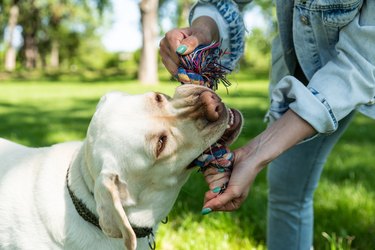 Young woman adopt young dog Labrador Retriever from animal rescue center and gave him love and friendship. Female animal lover spending time with her puppy in the park.