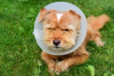 A small brown hairy cute dog sits outside in the meadow and has a white plastic frill around his neck because he has been medically treated