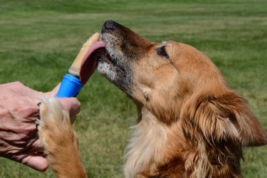 dog licking homemade peanut butter with banana ice popsicle