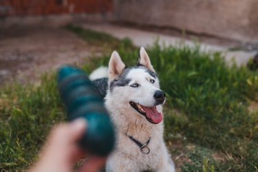 Portrait of a smiling Siberian husky with blue eyes in the backyard at home