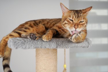 The cat lies on the scratching post and licks its paw.