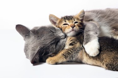 Kitten and mother cat bonding