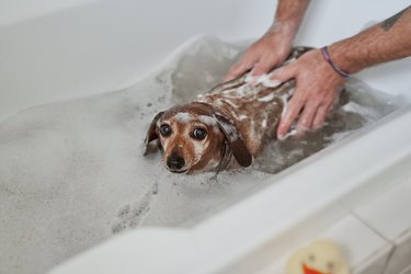 small dog being bathed in bath tub by two hands