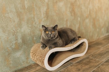 Cat sharpens its claws on a scratching post. A tricolor cat lies on the floor and sharpens its claws on a cardboard scratching post.