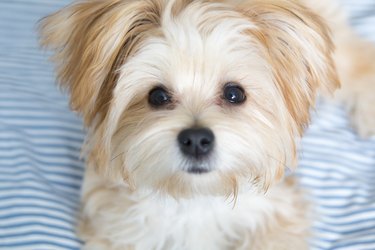 Sweet Morkie Puppy looking directly at the camera.