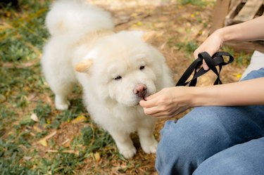 Asian woman giving treats to her dog during training.